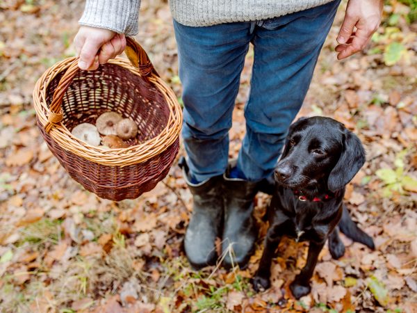 Are Mushrooms Safe For Dogs? | Pets &amp; Pet Care | Andrew Weil, M.D.