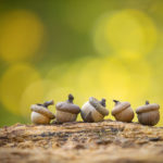 Five little acorns in nature. Autumn balanced living