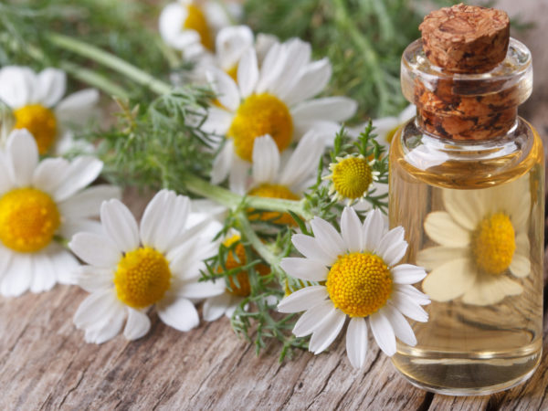 Chamomile Oil | Guide To Essential Oils | Andrew Weil, M.D