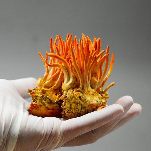 Cordyceps provide balanced energy