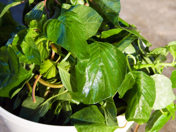 Amaranth, traditional leafy vegetables.