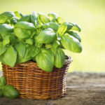 Organic basil plant in the basket on the wooden table