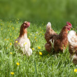 Free range chicken on an organic farm in Austria; Freilandhühner auf einem Bauernhof in Oberösterreich