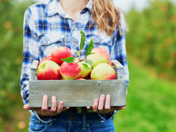 Woman hands holding a crate with fresh ripe organic apples on farm