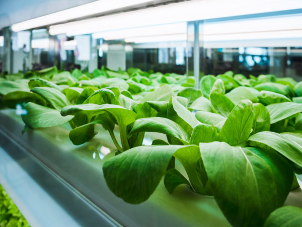 hydroponic organic vegetable