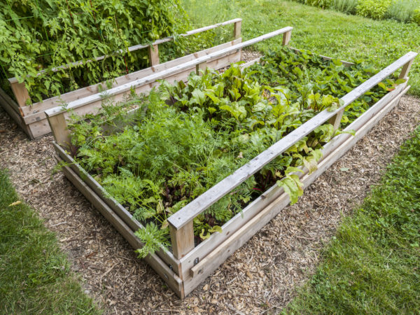 Backyard vegetable garden in wooden raised beds or boxes