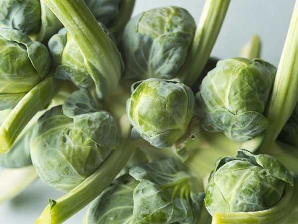 Fresh Brussels Sprouts on the stalk