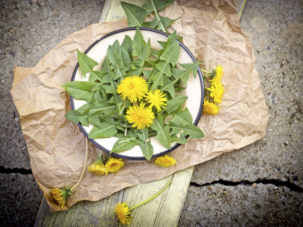 Edible dandelion leaves