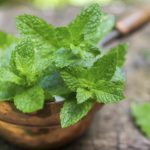 Fresh mint on a wooden table. The rustic style. Selective focus