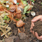 Hands are holding composted earth.