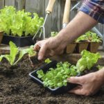 Farmer planting young seedlings of lettuce salad in the vegetable garden