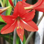 Blooming red amaryllis in the summer garden