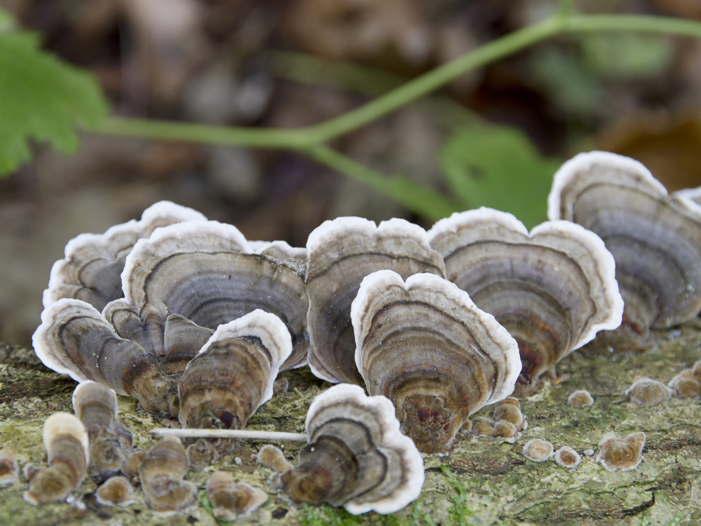 Coriolus versicolor (L. ex Fr.) Qu?l. syn. Trametes versicolor (L. ex Fr.) Pil?t. Turkey Tail, Schmetterlingsporling Lepketapl? (tapl?) Polypore versicolore, Manyzoned Polypore. Bracket 4–10cm across, 3–5cm wide, 0.1–0.3cm thick, leathery, usually forming large overlapping tiered groups; upper surface velvety becoming smooth with age, colour very variable, concentrically zoned black-green, grey-blue, grey-brown or ochraceous-rust, with a white to cream margin. Flesh tough and leathery, white. Taste and smell not distinctive. Tubes 0.5–1mm long, white drying yellowish. Pores 3–5 per mm, circular or irregularly angular, white, yellowish or light brown. Spores straw-yellow, ellipsoid, 5.5–6?1.5–2m. Hyphal structure trimitic. Habitat on deciduous wood. Season all year. Very common. Not edible.