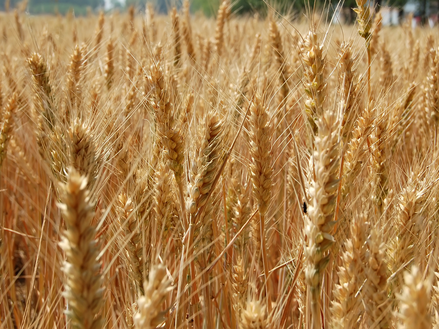 Mature Wheat