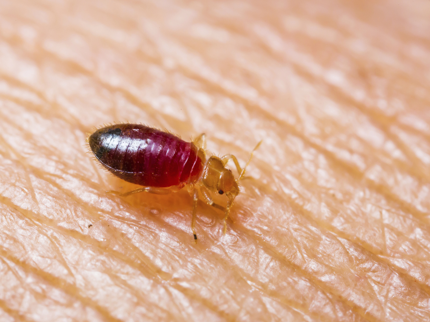 Baby bedbug or cimex after sucked blood from skin