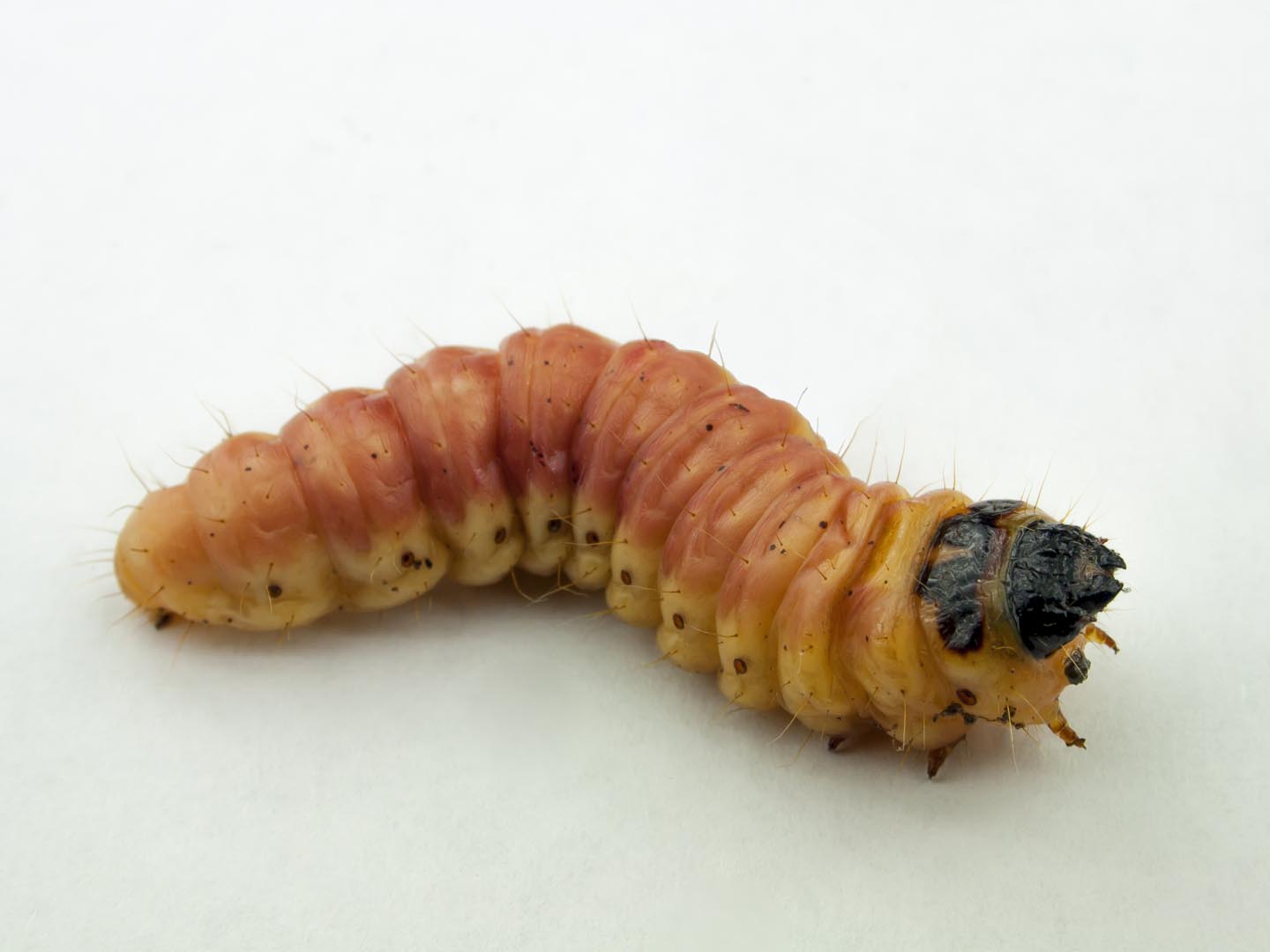 maggot of chafer on white background