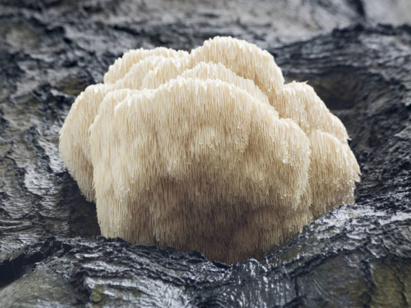 Rare Lion&#039;s Mane Mushroom (Hericium erinaceus) - Baarn, the Netherlands