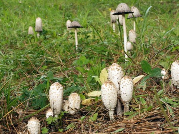 Coprinus Mushroom Benefits? | Hair, Skin &amp; Nails | Andrew Weil, M.D.