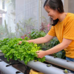 Are Hydroponic Vegetables Healthier? | Andrew Weil, M.D.