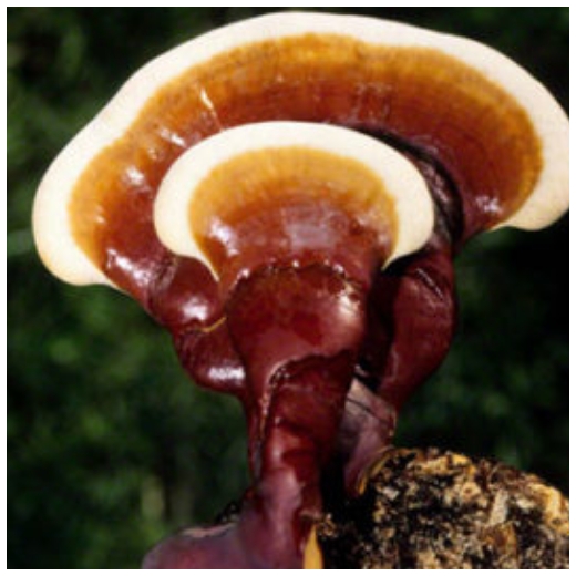 A healthy double reishi!