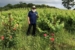 Vineyard in Corfu, Greece