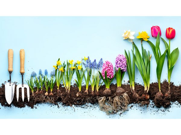 Legacy For The Celebrations Of The Spring Season | Spontaneous Happiness | Andrew Weil, M.D.