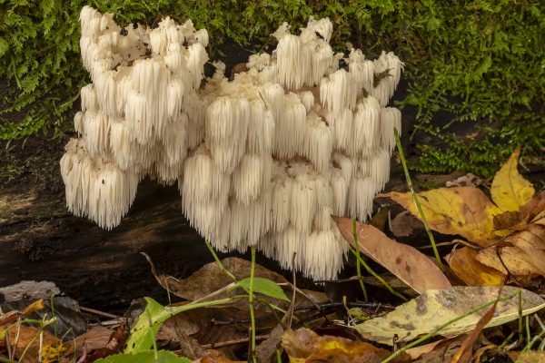 Lion&#039;s Mane Mushrooms For Nerve Damage? | Andrew Weil, M.D.