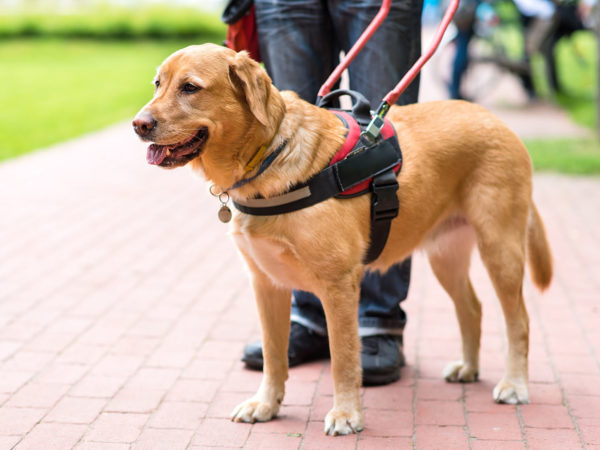 Specially Trained Dogs Might Help Reduce Seizures | Dr. Weil