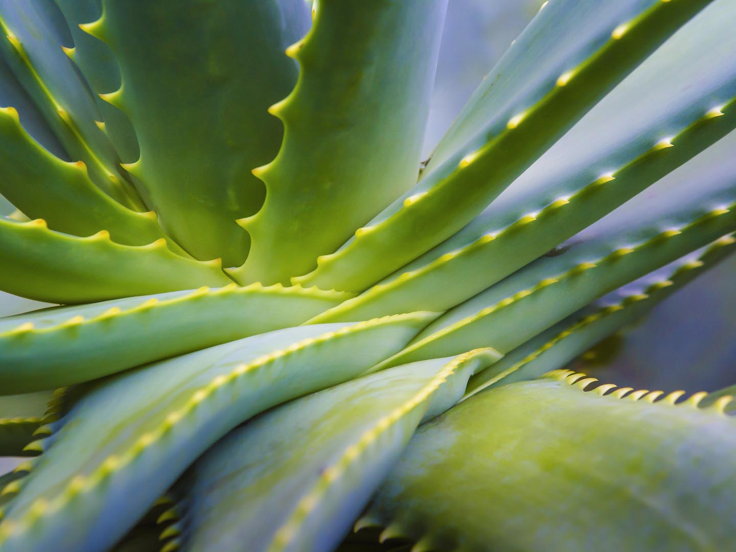 Close up of Aloe Vera Plant.