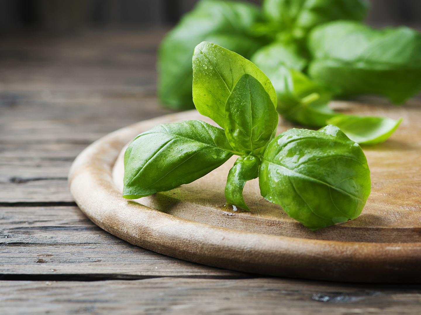 Fresh green basil on the wooden table, selective focus