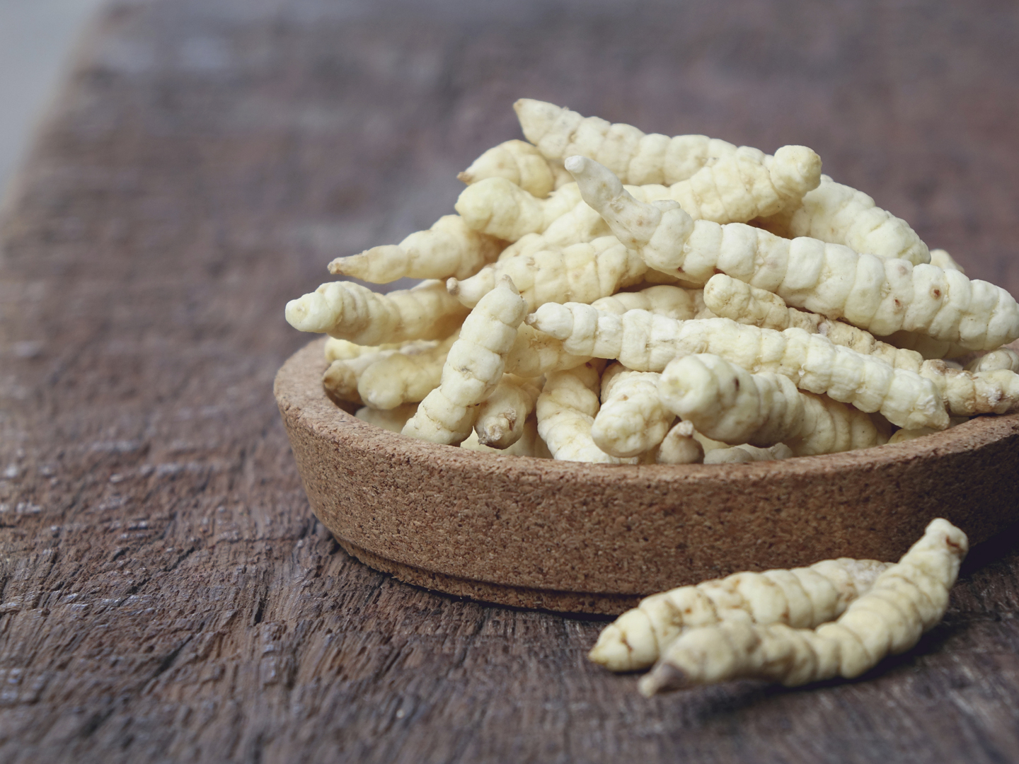 cordyceps